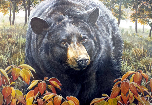 Illustration of Black Bear from Conservation Stamp