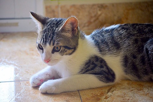 Denver, gatito blanquipardo monísimo y juguetón, nacido en Marzo´16, en adopción. Valencia. ADOPTADO. 28120161046_7627b613a0