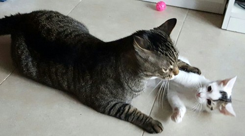 Tizni, gatito blanco con toques pardos guapísimo nacido en Marzo´16, en adopción. Valencia. ADOPTADO. 27757279501_d17f3bcd1f