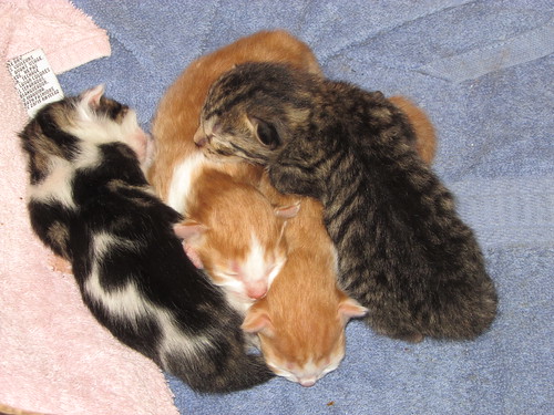 Riley's kittens