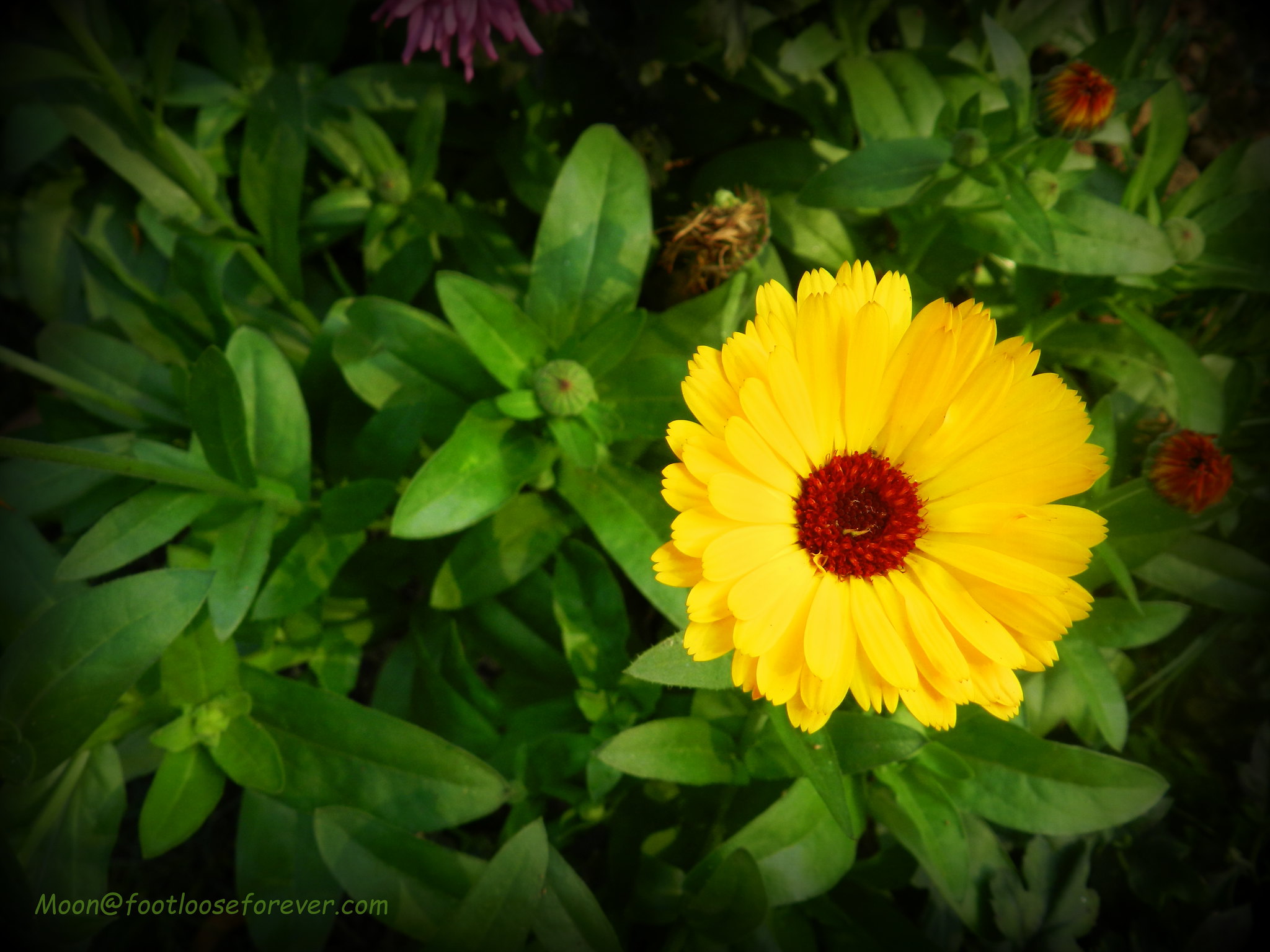 Yellow flower, nature photography