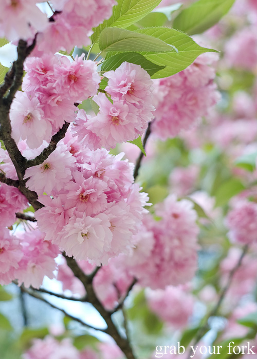 Sakura cherry blossoms at Kenrokuen Garden in Kanazawa, Japan