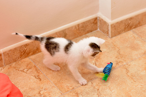 Derek, gatito blanquipardo de ojazos azul cielo, nacido en Marzo´16, en adopción. Valencia. ADOPTADO. 26584878910_4bf7700991