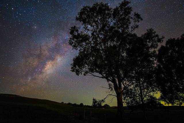 Trees under the Milky Way