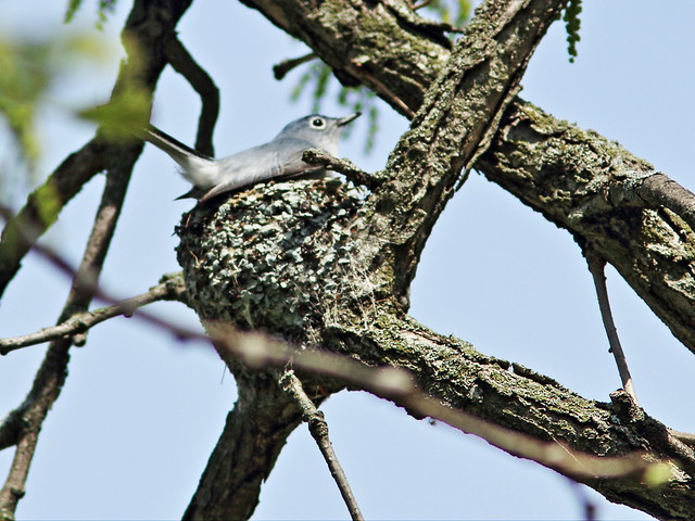 Blue-gray Gnatcatcher at nest 2-20150407