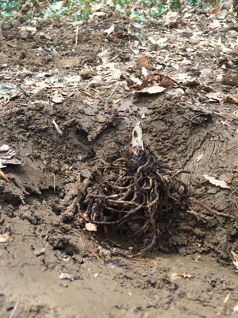 Hosta root planted in May