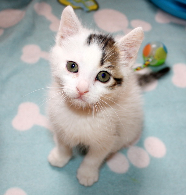 Tizni, gatito blanco con toques pardos guapísimo nacido en Marzo´16, en adopción. Valencia. ADOPTADO. 26857894995_f6712f65ce_z