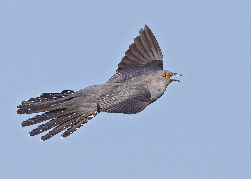 Cuckoo     Bulgaria