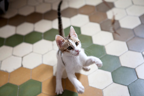 Iker, gatito blanquipardo dulce y extrovertido nacido en Febrero´16, en adopción. Valencia. ADOPTADO. 26782155872_b82854439e