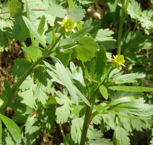 two small yellow flowers