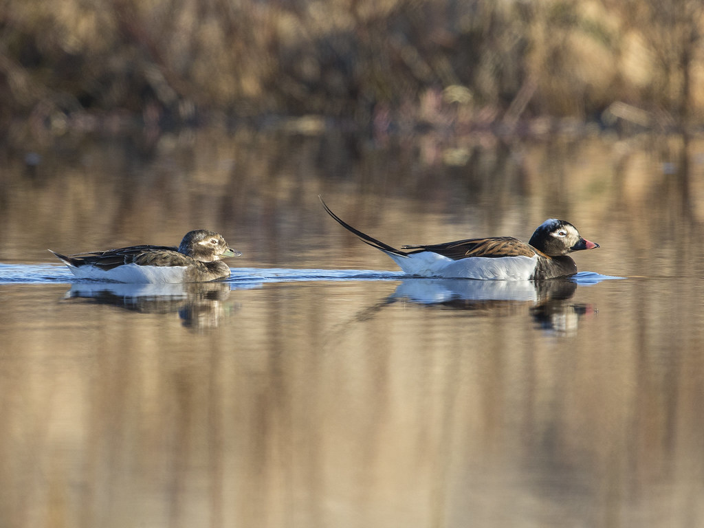 Long-tailed Duck     Iceland