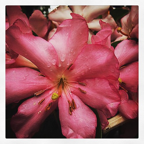 Pink rhododendron from A Gardener's Notebook. See the original and a host of products available with it at DouglasEWelch.com. #garden #flower #pink #rhododendron #nature