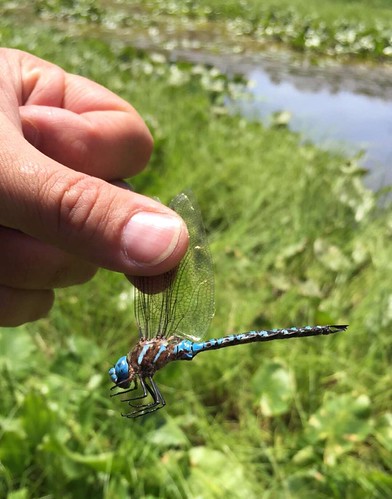 The second dragonfly I captured at Ten Acre Pond. 