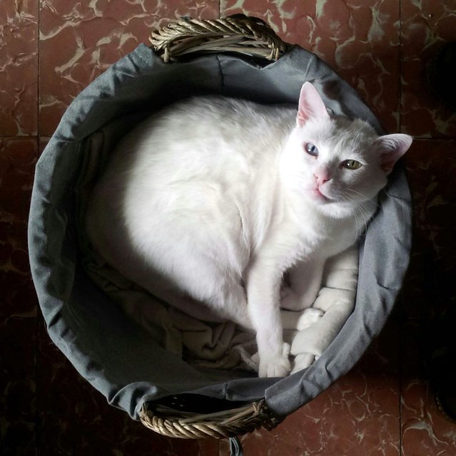 Duque, gato Blanco de ojos Dispares esterilizado súper dulce positivo a inmuno, nacido en 2011, en adopción. Valencia. ADOPTADO.  27898350511_a50a11b1a6_z