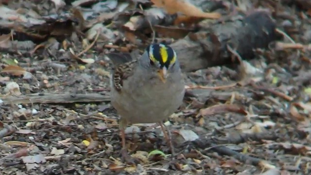 Golden-crowned X White-crowned Sparrow