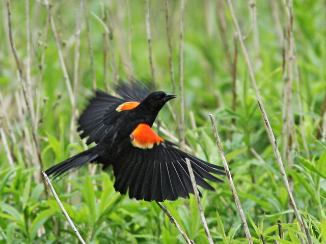 Red-winged Blackbird in flight 20150515