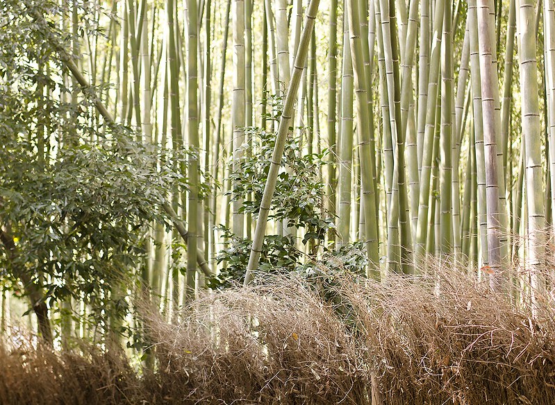 bamboo walk tenryuji ukyo-ku japan kyoto bamboo groves nature