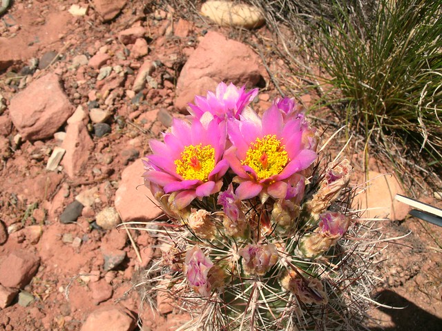 Pink cactus
