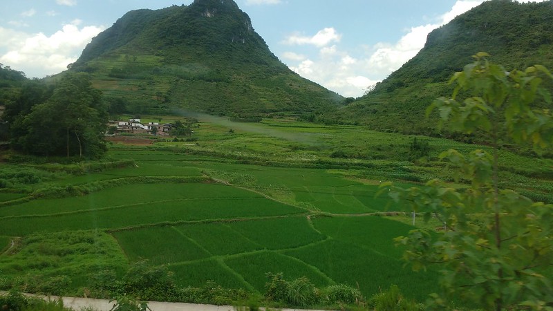 view of rice farms from bus window, guangdong