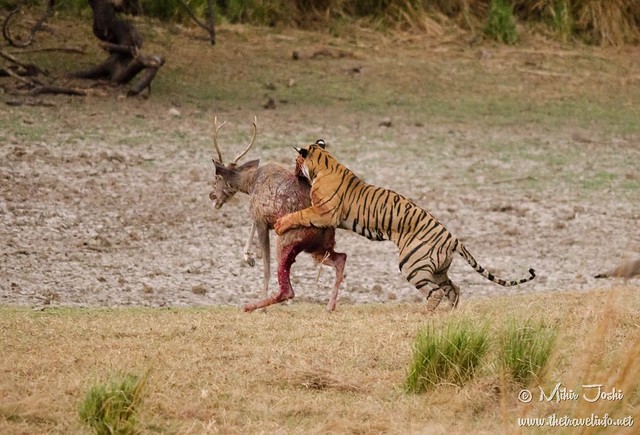 Tiger Kill