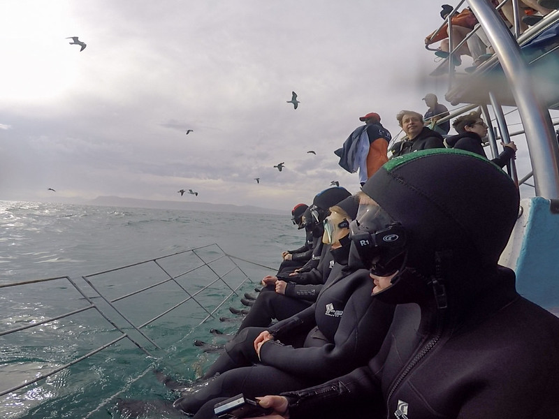 Cage diving in South Africa