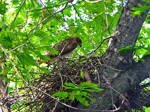 Highbridge Hawk Nest - 0582