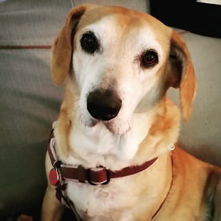 "I hear you all think my little sister is very cute.  Would you like to borrow her for the day?" - Sophie, aka Penny's jungle gym #houndmix #seniordog #ilovemyseniordog #ilovemydogs #dogsofinstagram #muttsofinstagram #instadog #muttstagram #dogstagram #ad