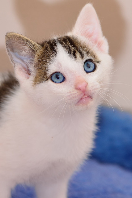 Derek, gatito blanquipardo de ojazos azul cielo, nacido en Marzo´16, en adopción. Valencia. ADOPTADO. 26790228631_6ab8301f11_z