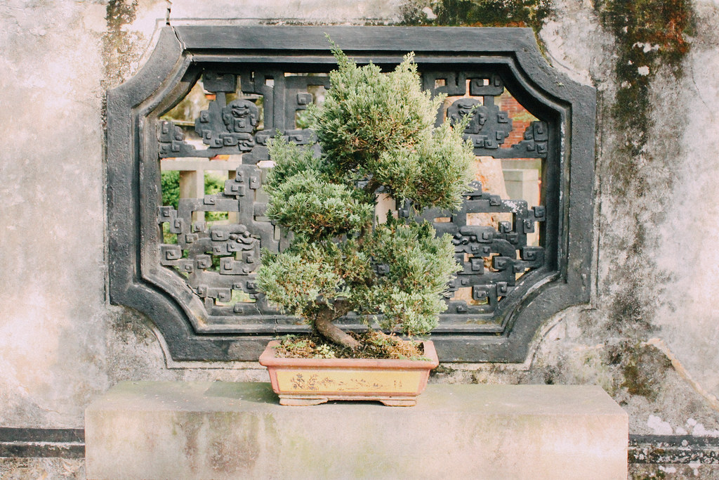 Numerosos bonsais pueblan los Jardines de la familia Lin
