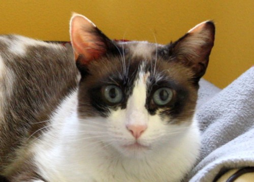 Ummi, gata Siamesa tricolor muy dulce y juguetona tímida nacida en 2013, en adopción. Valencia. ADOPTADA. 27364503776_ce0077daed