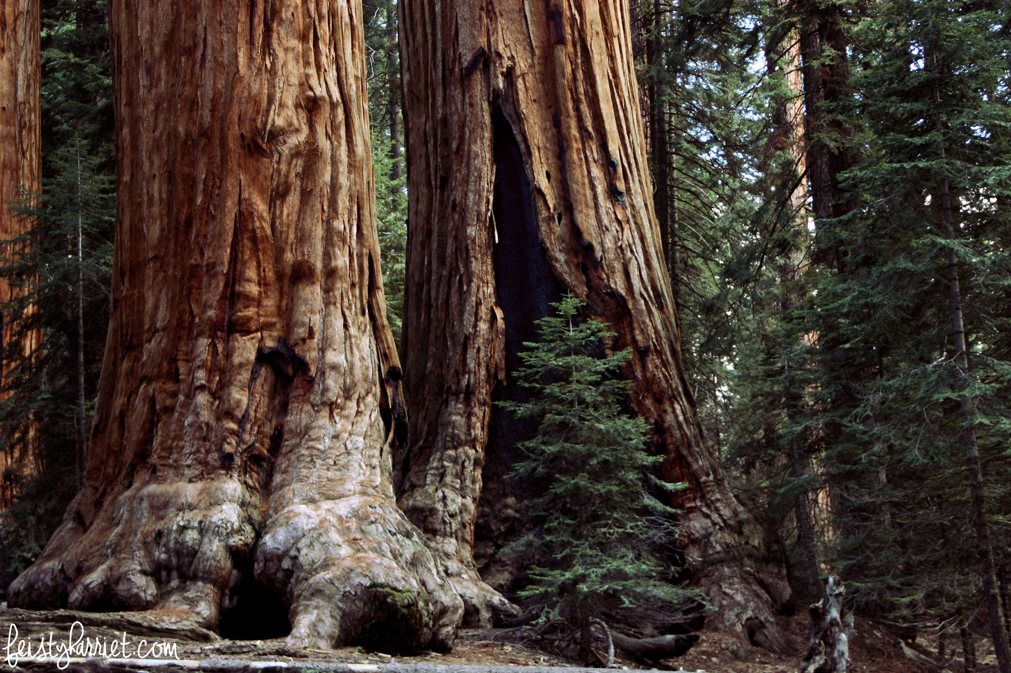 Sequoia National Park_feistyharriet_May 2016 (1)