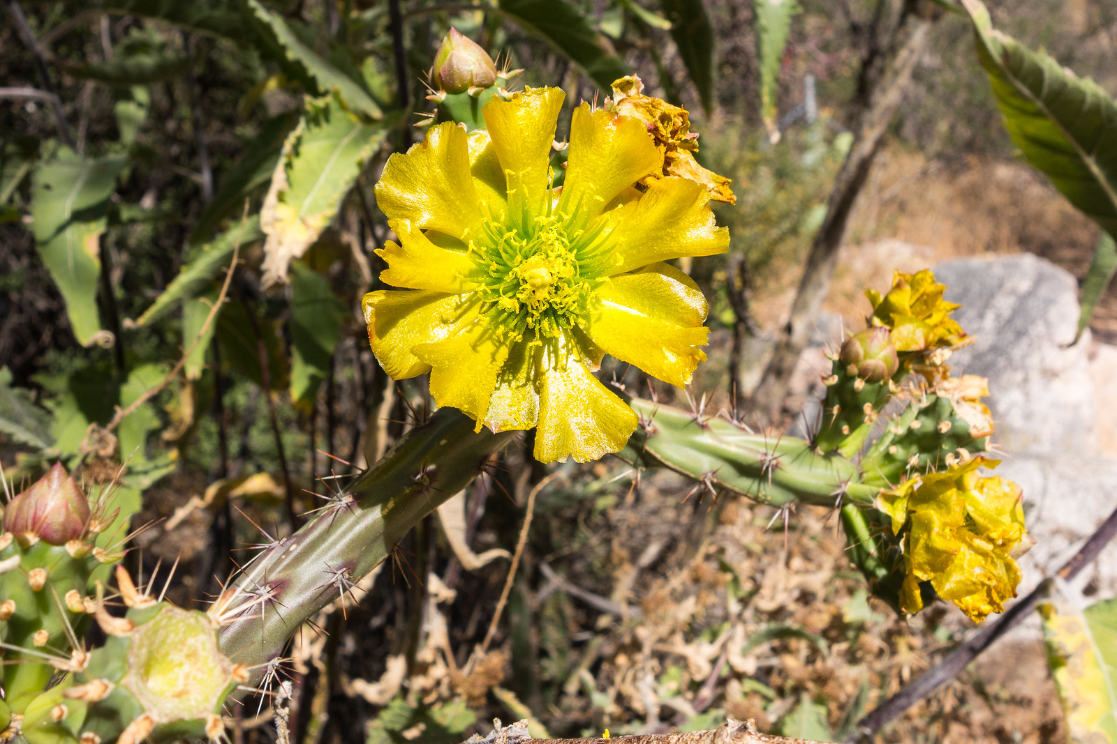 1505 Prickly Pear Flower in Ventana Canyon