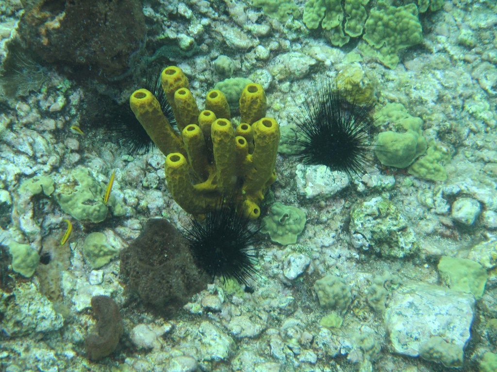 Image result for branching tube sponge