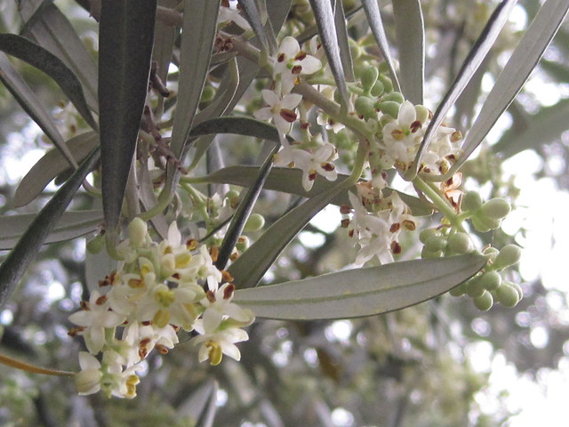 Olive Flowers