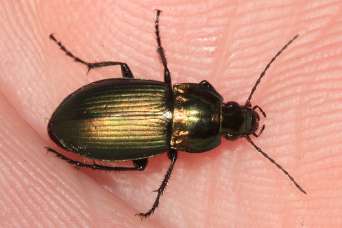 Metallic Beetle 7852