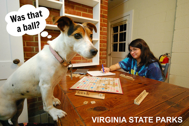 Pets are family too and love going with you on vacation to Virginia State Parks