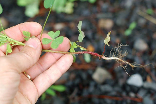Wood sorrel by Eve Fox, The Garden of Eating, copyright 2015