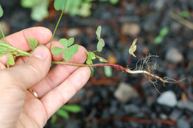 Eat Your Weeds Wood Sorrel Yukon Gold Egg Salad With Shallot Vinaigrette The Garden Of Eating