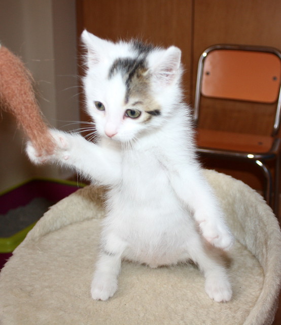 Tizni, gatito blanco con toques pardos guapísimo nacido en Marzo´16, en adopción. Valencia. ADOPTADO. 26857894545_7c86501e88_z