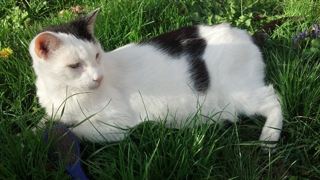 Ripley in the Grass.