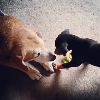 Sisters 💜 Sophie & Penny #rescueddogsofinstagram #muttstagram #houndmix #dobermanmix #instadog #ilovemydogs #puppygram #adoptdontshop