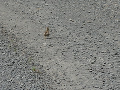 Baby grouse