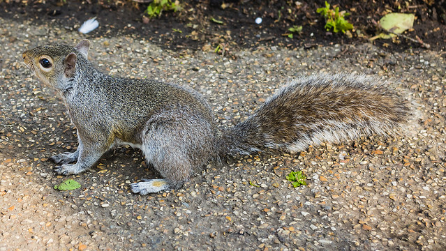 Tamed squirrel