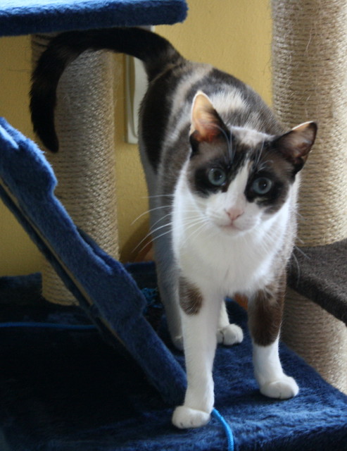 Ummi, gata Siamesa tricolor muy dulce y juguetona tímida nacida en 2013, en adopción. Valencia. ADOPTADA. 27299998742_6c83861043_z