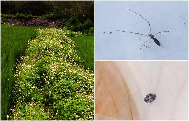 有機田梗上發現的天敵。左上：長腳蛛。左下：瓢蟲。攝影：廖靜蕙
