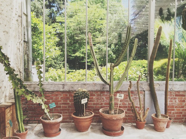 cactus et succulentes - Serre l'orangerie de Tarbes