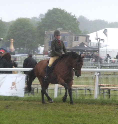 Marleydenes Nashaal, NF/Connemara Olympia qualifier