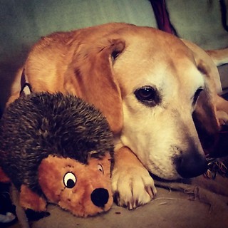 Sophie has 2 favorite toys... #planetdog soft squeaky tennis balls and Hedgehog toys. I try to keep spares on hand of both...time to restock the hedgehog family! #houndmix #rescueddogsofinstagram #muttstagram #instadog #dogsofinstagram #ilovemyseniordog #