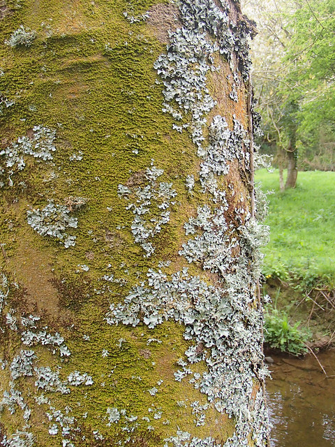 sycamore tree trunk with moss and lichen