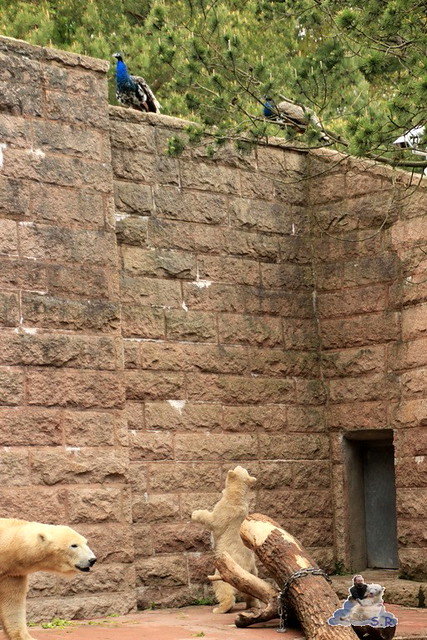 Eisbär Fiete im Zoo Rostock 24.05.2015 21